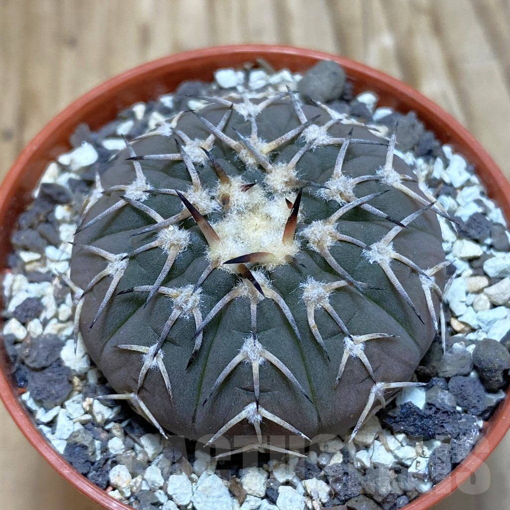 SH7328 Gymnocalycium asterium v. paucispinum