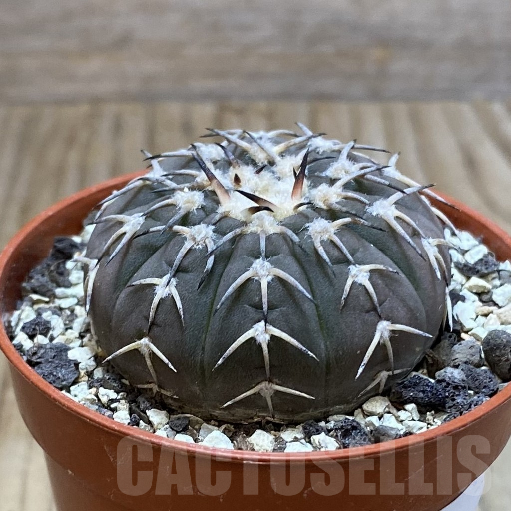 SH7328 Gymnocalycium asterium v. paucispinum - Image 2