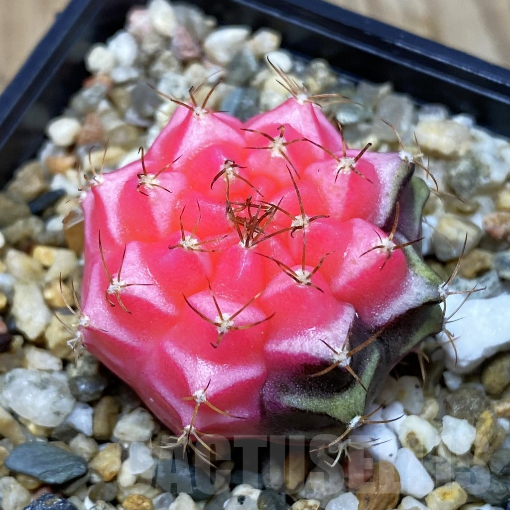 SH7331 Gymnocalycium mihanovichii f. variegata, seedling