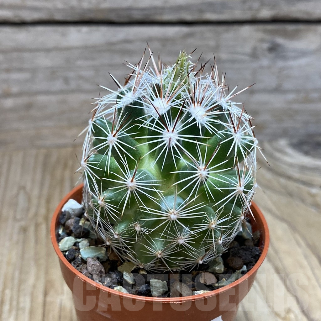SH7313 Coryphantha vivipara SB 129 - Obrázek 2