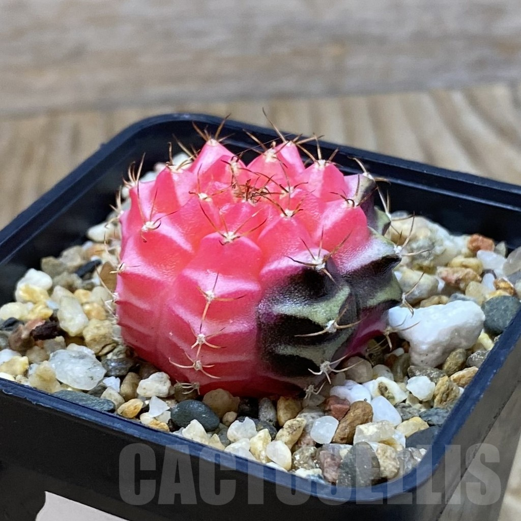 SH7331 Gymnocalycium mihanovichii f. variegata, seedling - Image 2