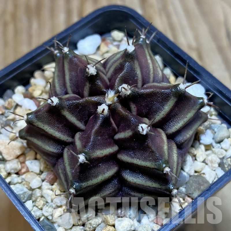 SH7332 Gymnocalycium mihanovichii 6-ribs