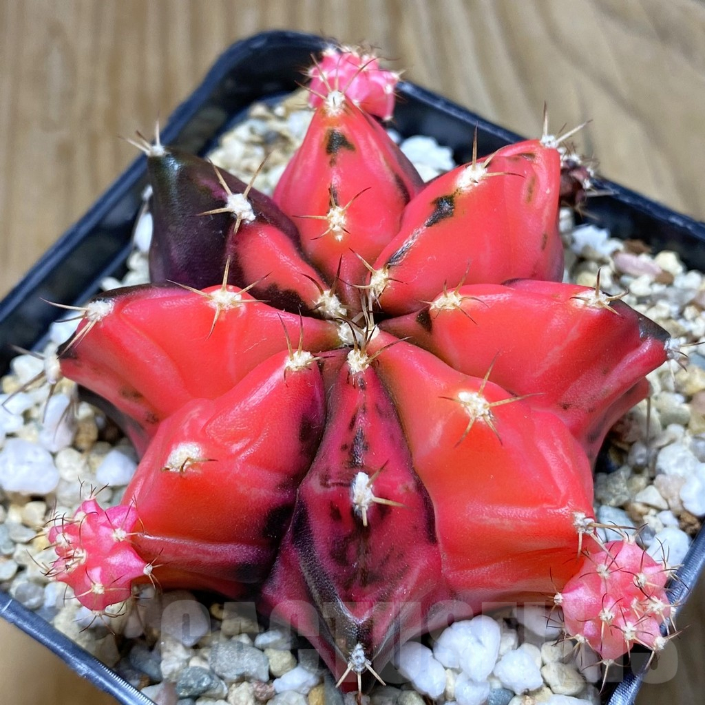 SH7334 Gymnocalycium mihanovichii f. variegata, seedling