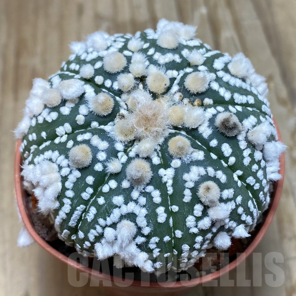 SH7314 Astrophytum asterias 'Hanazono'