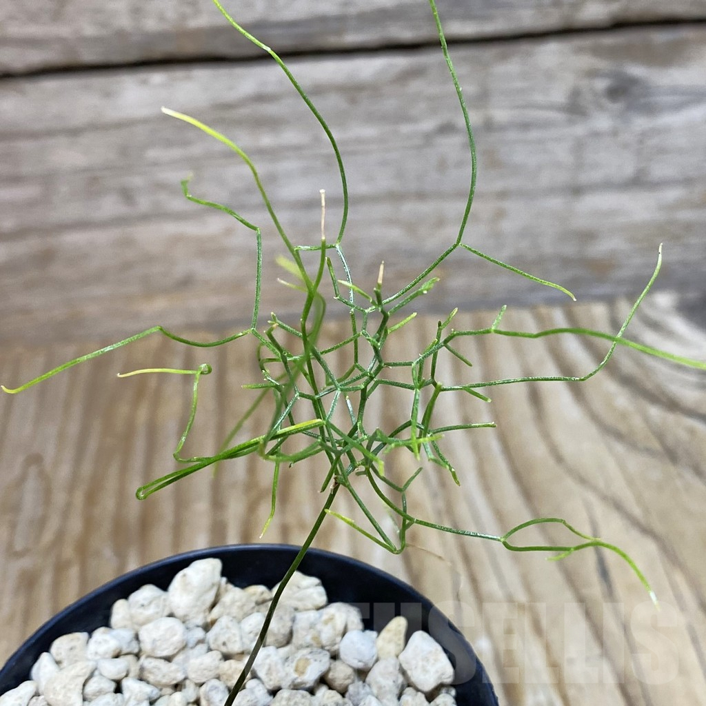 SH7339 Schizobasis intricata ES21689