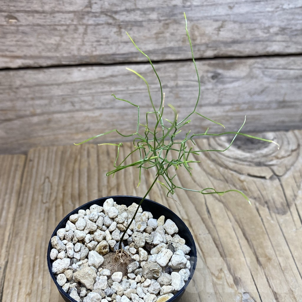 SH7339 Schizobasis intricata ES21689 – Bild 2