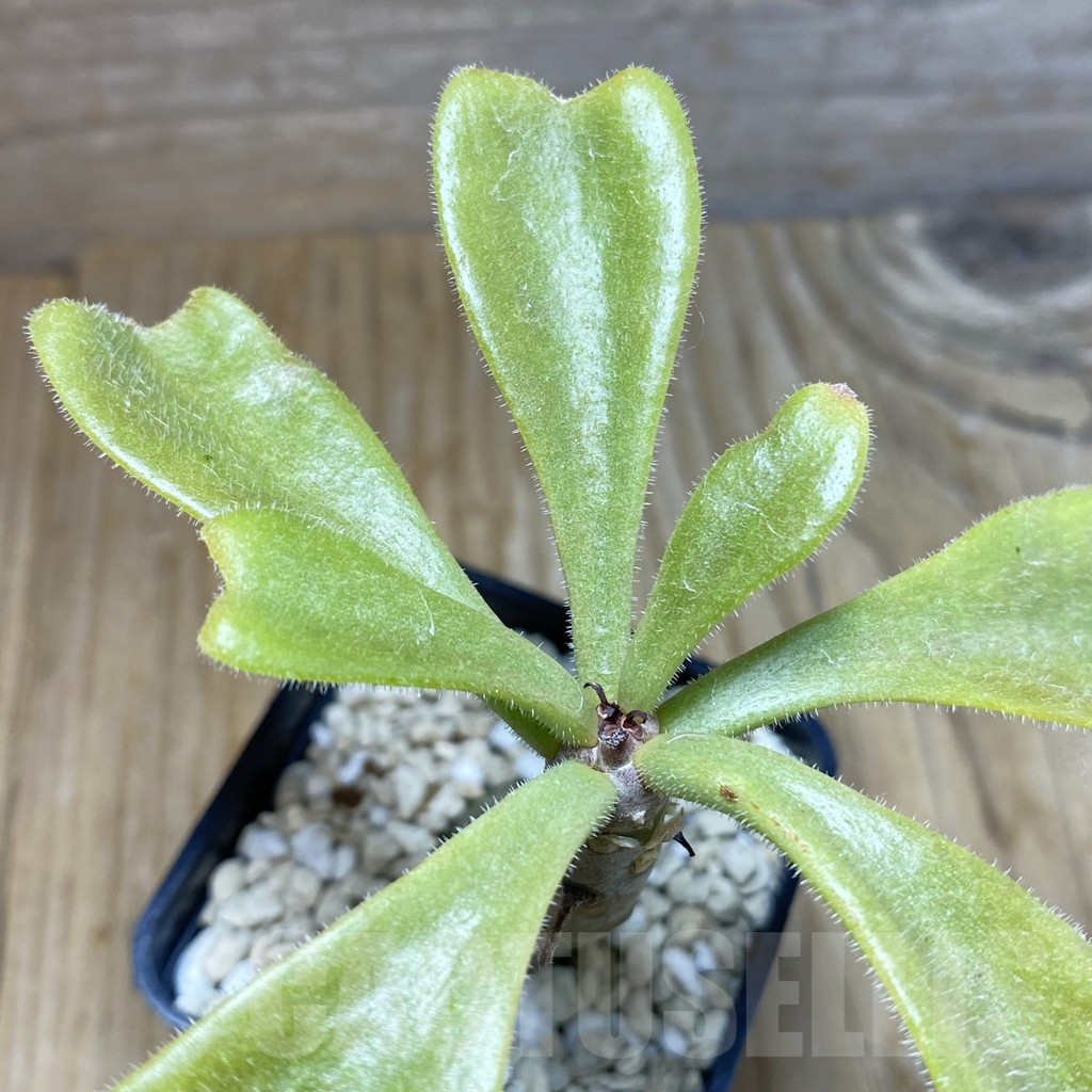 SH7341 Tylecodon paniculatus