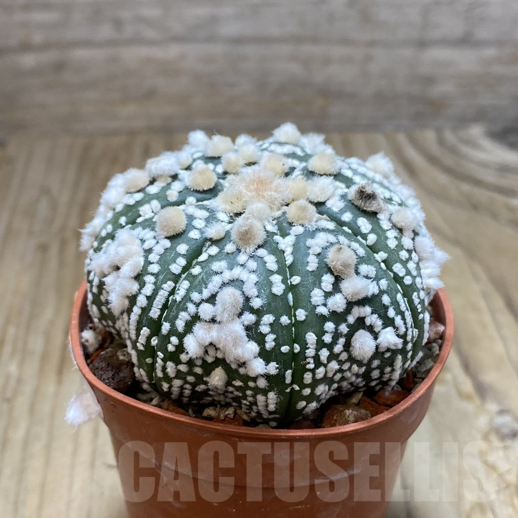 SH7314 Astrophytum asterias 'Hanazono' - 画像 (2)