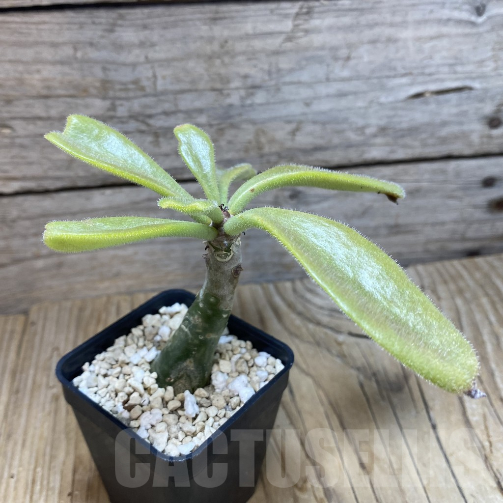 SH7341 Tylecodon paniculatus - Image 2