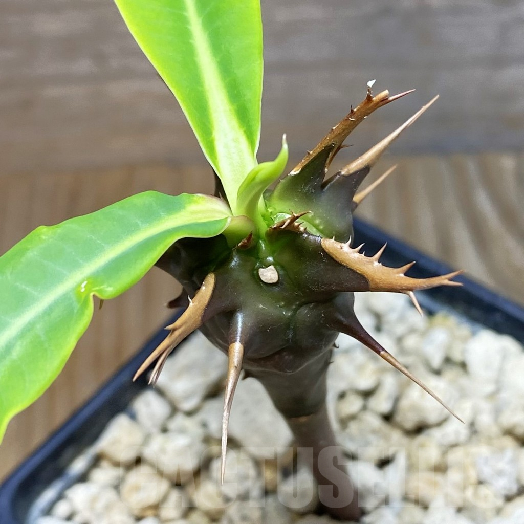 SH7342 Euphorbia vilanandensis