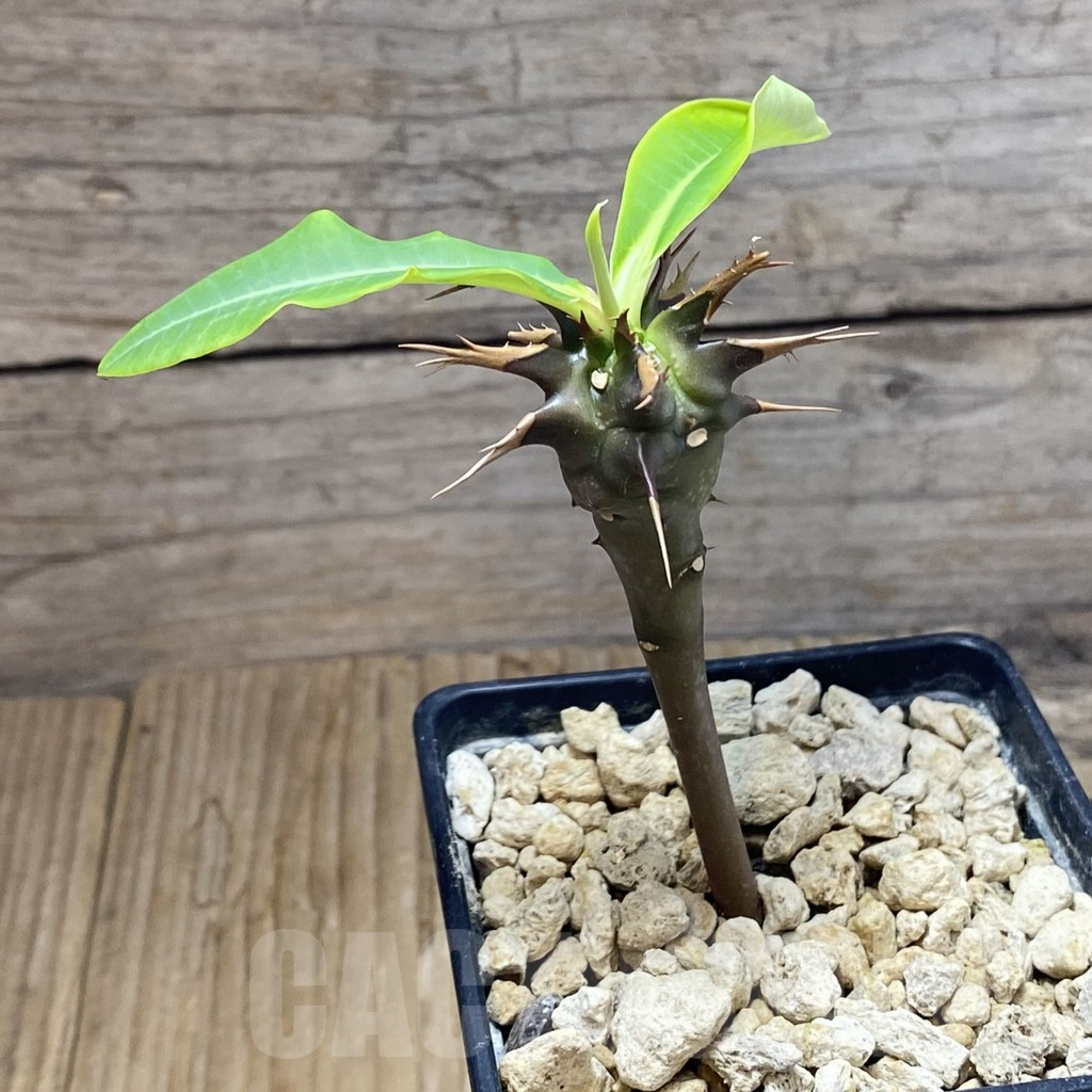 SH7342 Euphorbia vilanandensis - Image 2