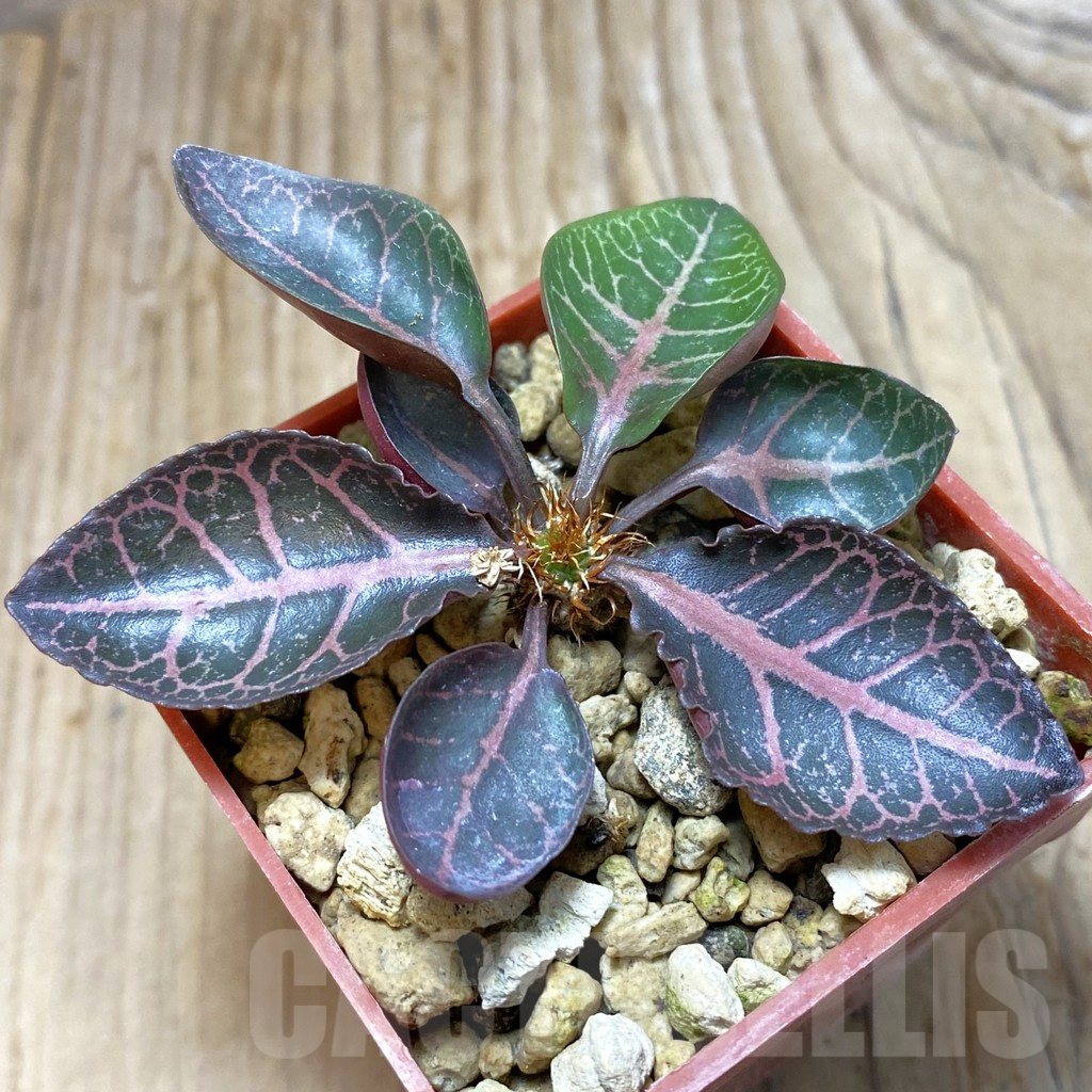 SH7343 Euphorbia francoisii hybrid