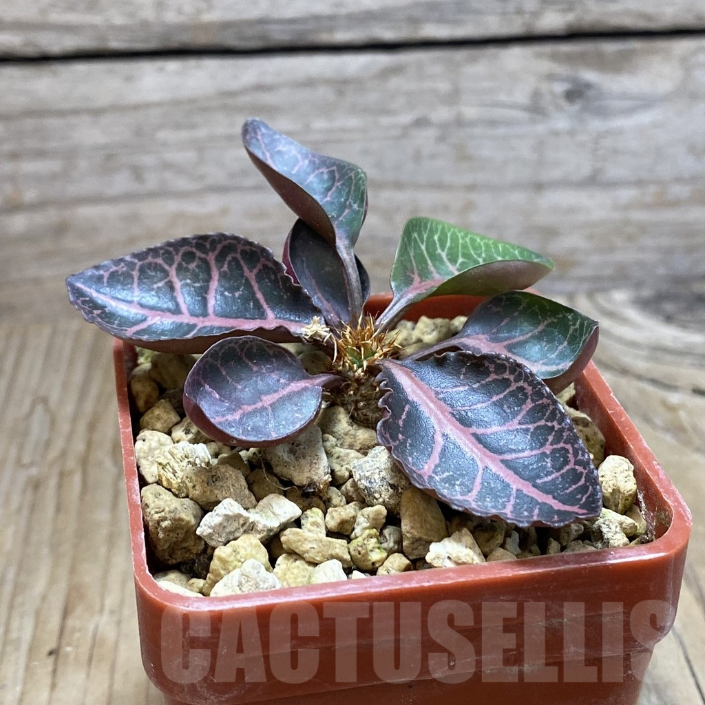 SH7343 Euphorbia francoisii hybrid - Image 2