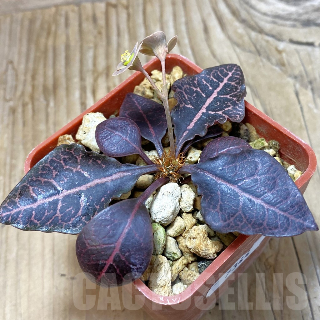 SH7344 Euphorbia francoisii hybrid