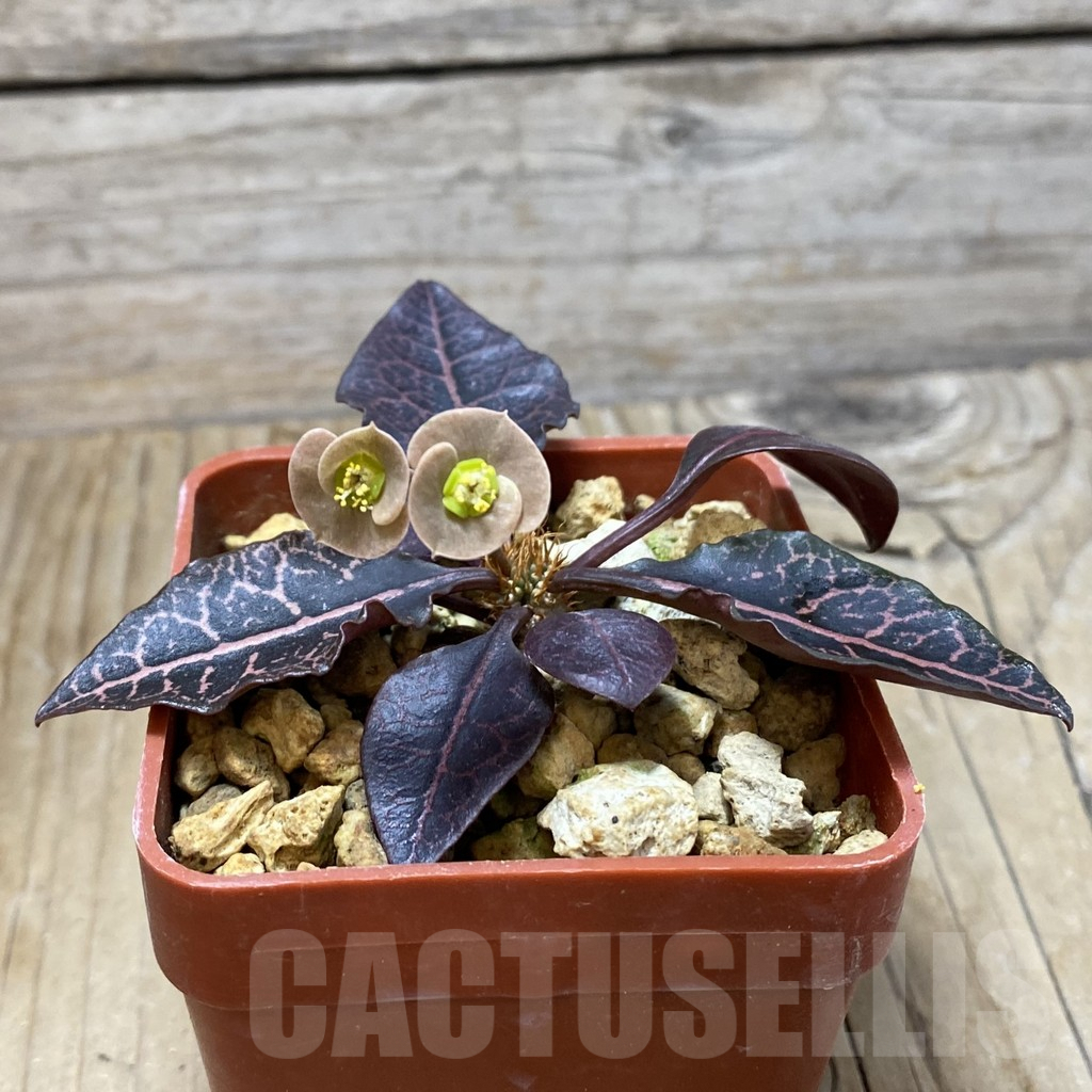 SH7344 Euphorbia francoisii hybrid - Image 2