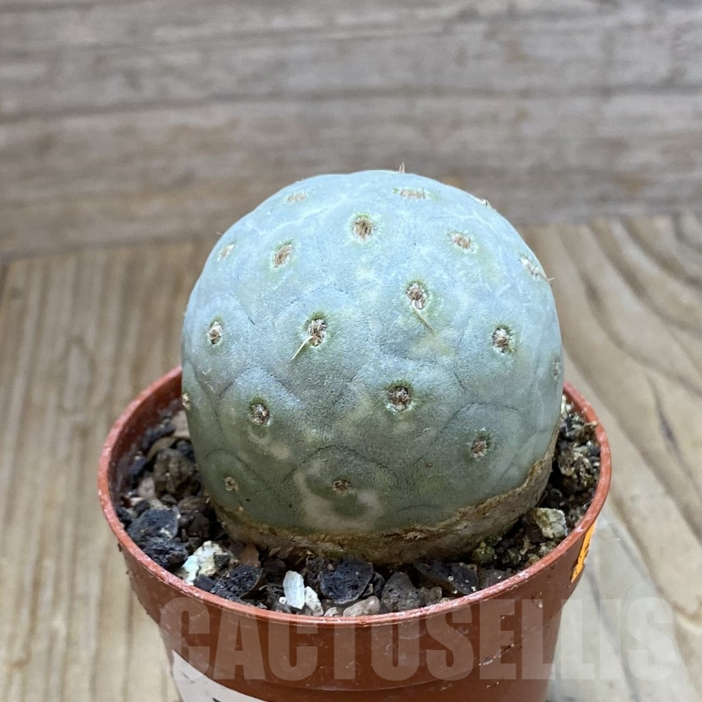SH7407 Tephrocactus geometricus - immagine 2