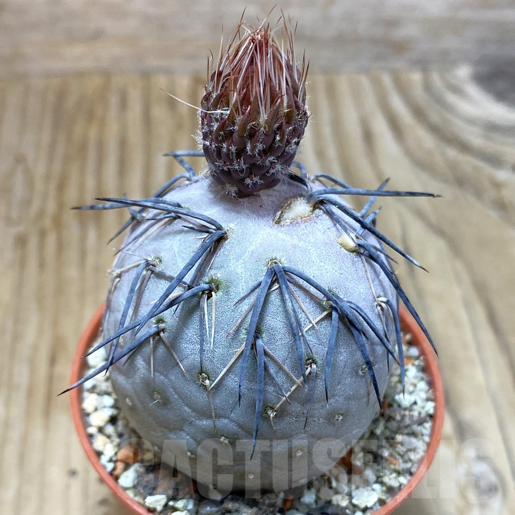 SH7409 Tephrocactus geometricus
