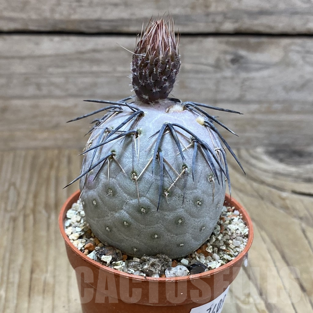 SH7409 Tephrocactus geometricus - Obrázek 2