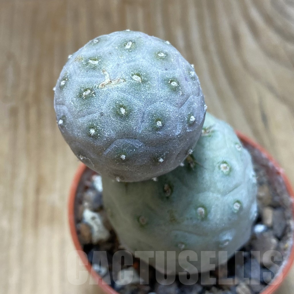 SH7411 Tephrocactus geometricus