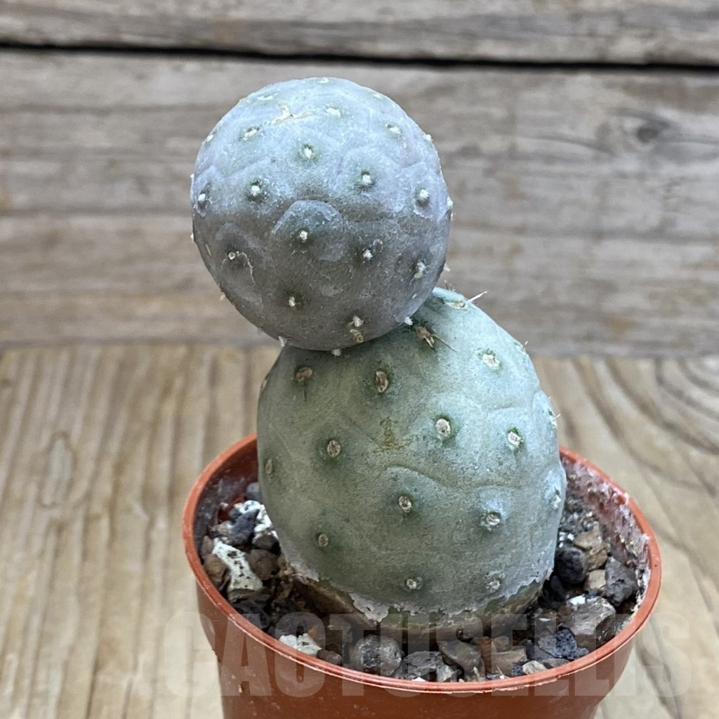 SH7411 Tephrocactus geometricus - Image 2