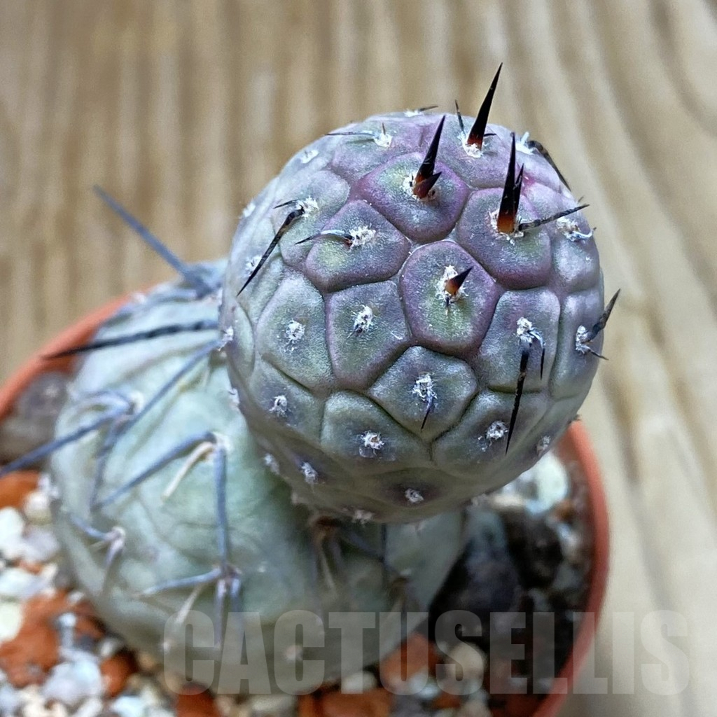 SH7412 Tephrocactus geometricus