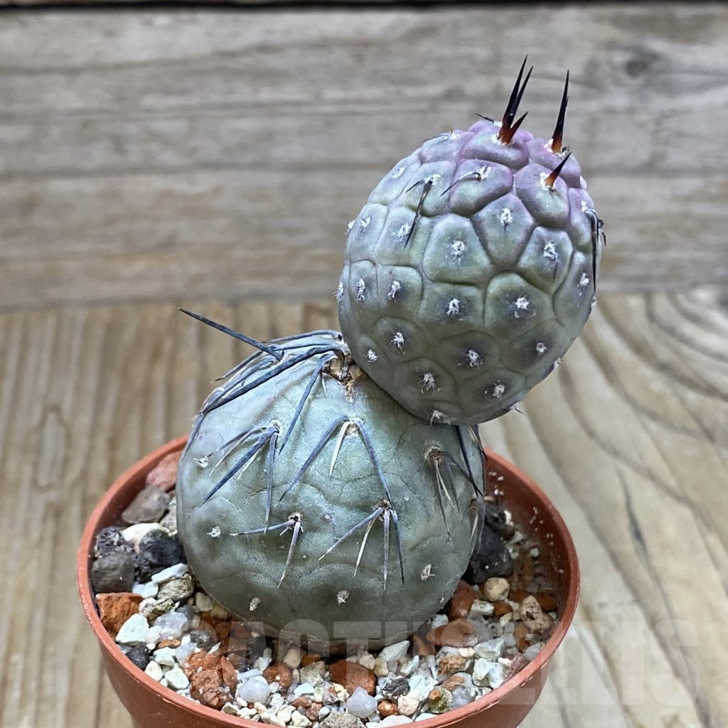 SH7412 Tephrocactus geometricus - Image 2