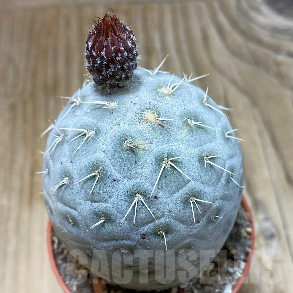 SH7414 Tephrocactus geometricus