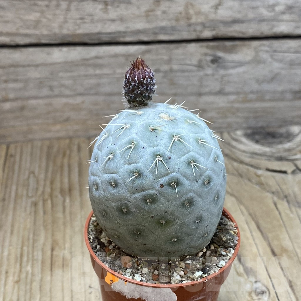 SH7414 Tephrocactus geometricus - Image 2