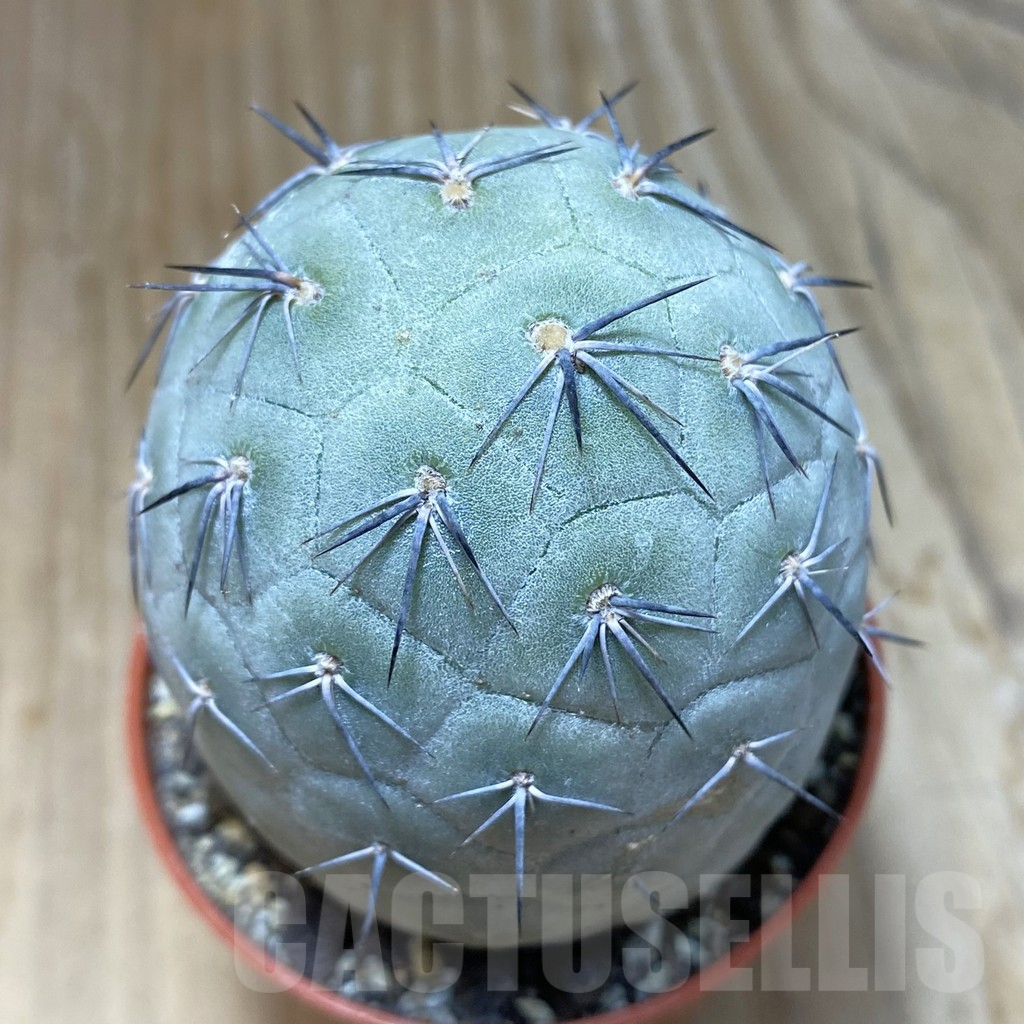 SH7415 Tephrocactus geometricus