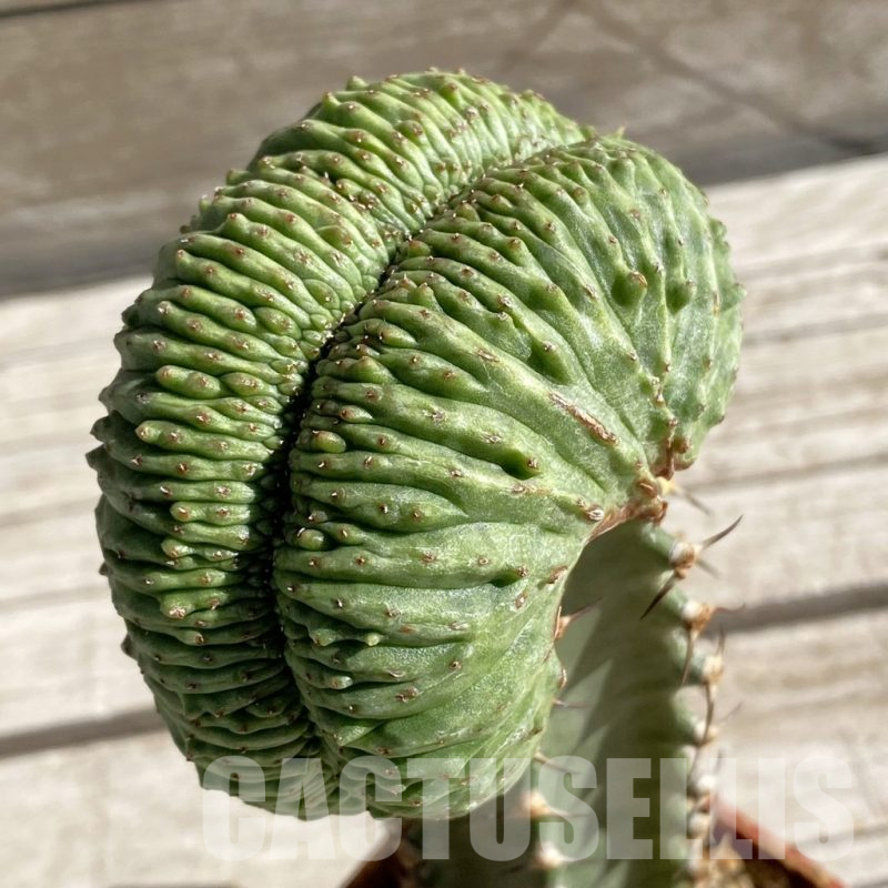 SH7419 Euphorbia obesa ‘Malik’ f. cristata, grafted