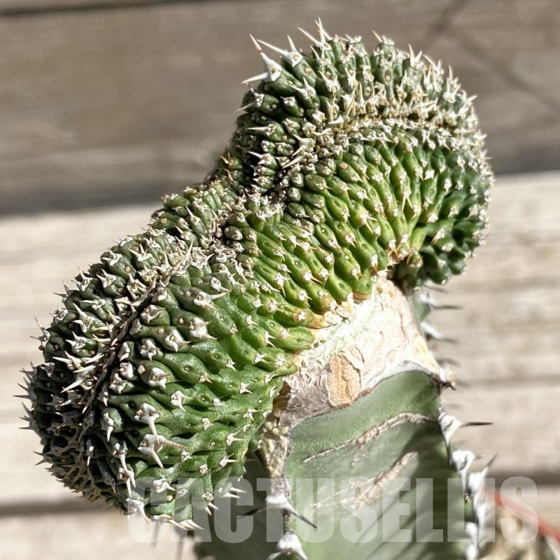 SH7422 Euphorbia phillipsioides f. cristata, grafted