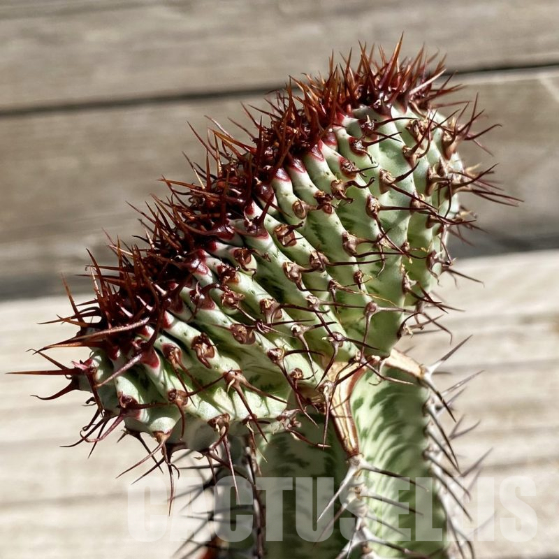 SH7423 Euphorbia confinalis f. cristata, grafted