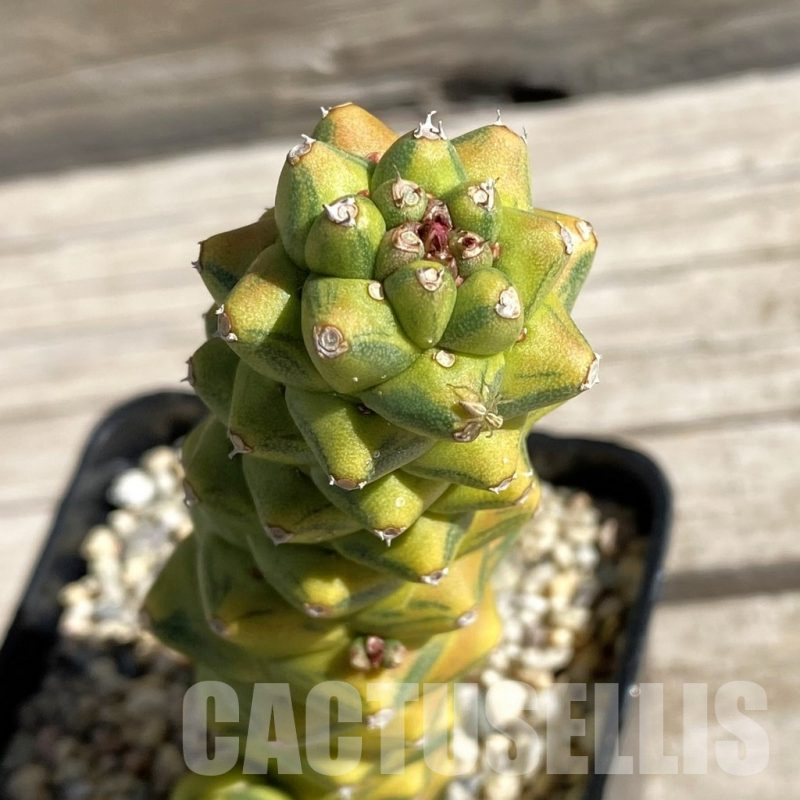 SH7427 Monadenium ritchiei f. variegata