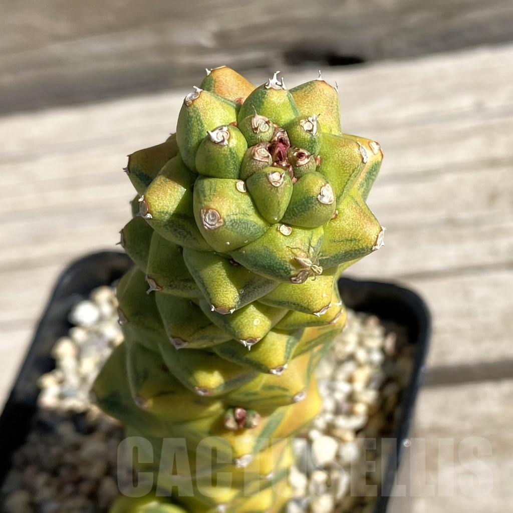 SH7427 Monadenium ritchiei f. variegata