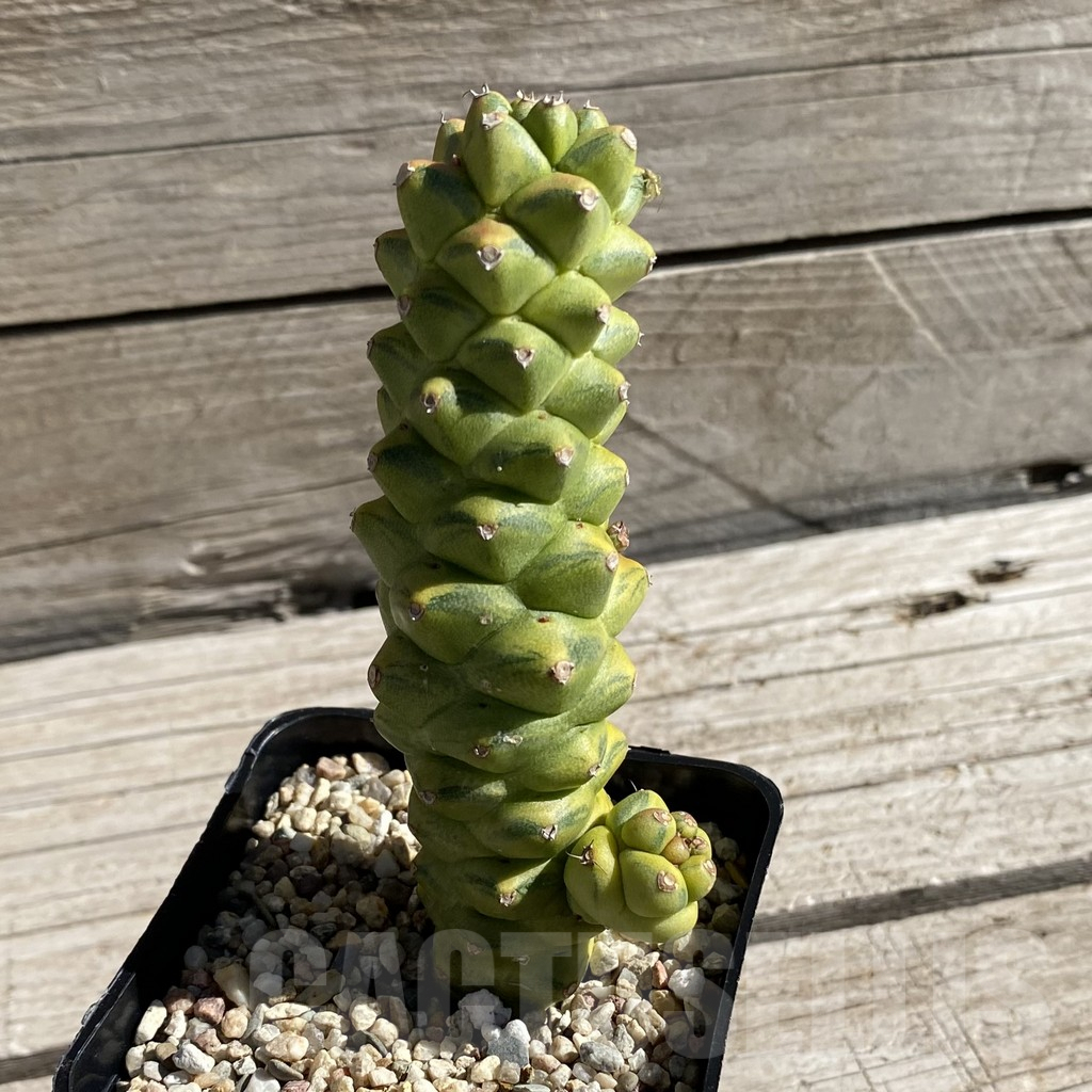 SH7427 Monadenium ritchiei f. variegata - Image 2