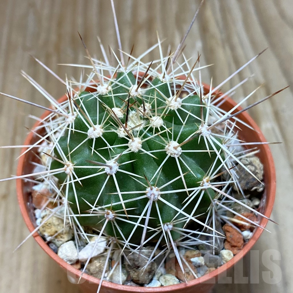 SH7389 Echinocereus triglochidiatus HK 374
