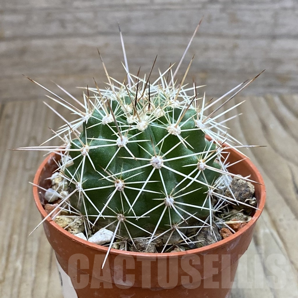 SH7389 Echinocereus triglochidiatus HK 374 - Image 2
