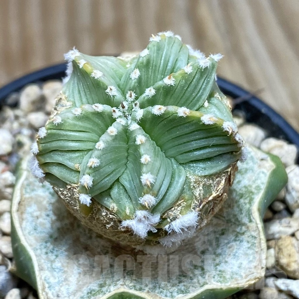 SH7375 Aztekium hintonii f. minor GCG 12707, grafted