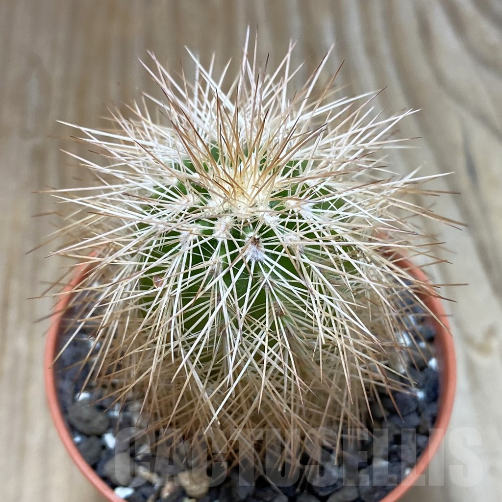 SH7390 Echinocereus baileyi DJF 1327