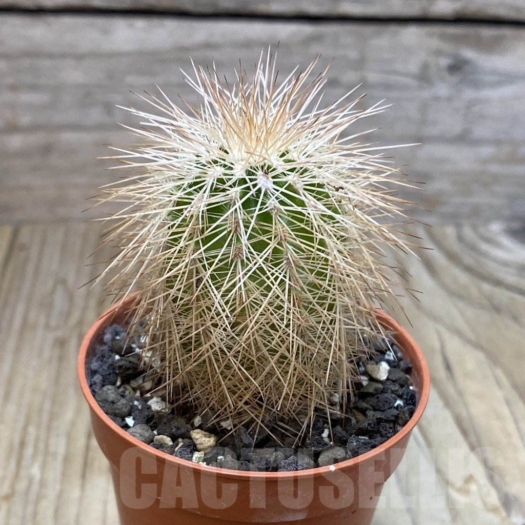 SH7390 Echinocereus baileyi DJF 1327 - immagine 2