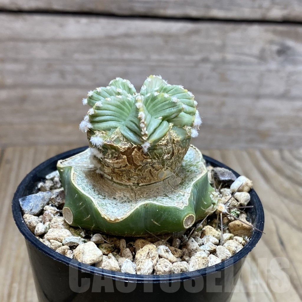 SH7375 Aztekium hintonii f. minor GCG 12707, grafted - Image 2