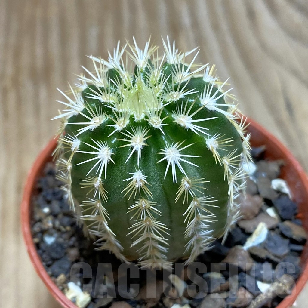SH7395 Echinocereus viridiflorus