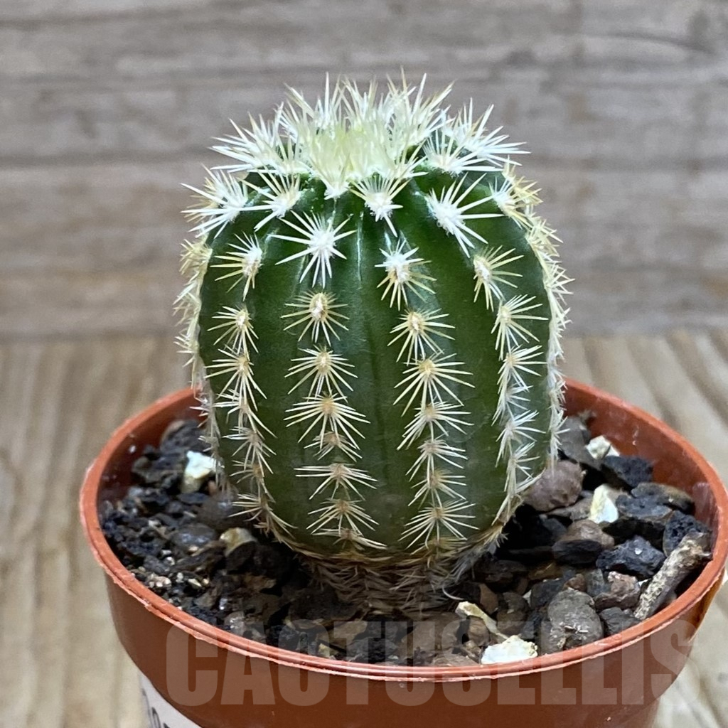 SH7395 Echinocereus viridiflorus - Image 2