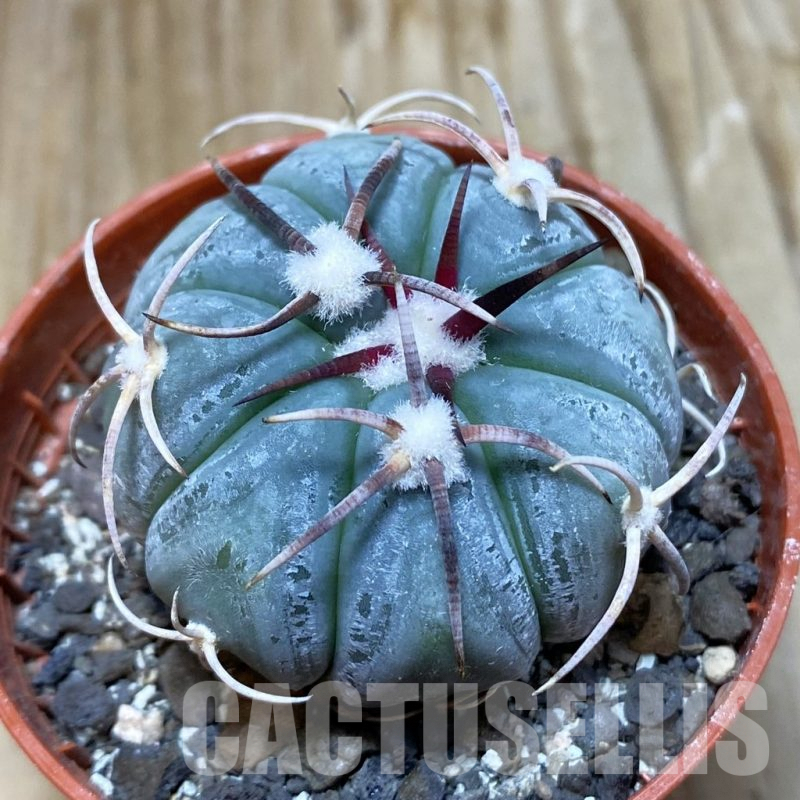SH7398 Echinocactus horizonthalonius MR 21