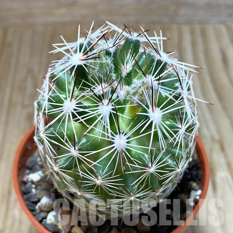 SH7399 Coryphantha vivipara SB 129