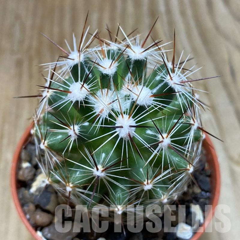 SH7400 Coryphantha vivipara SB 129
