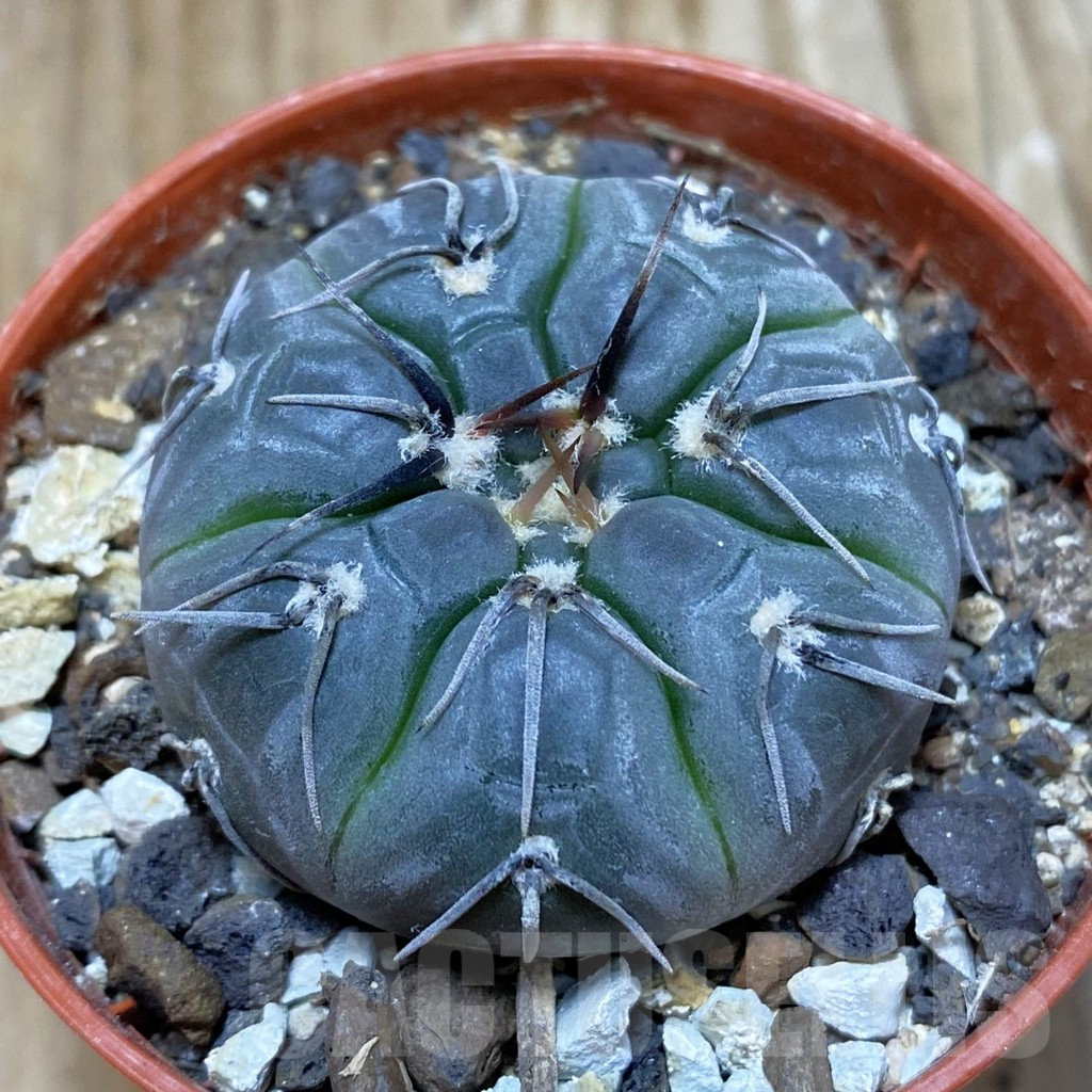 SH7403 Gymnocalycium berchtii VS 161 -Chanares, San Luis-