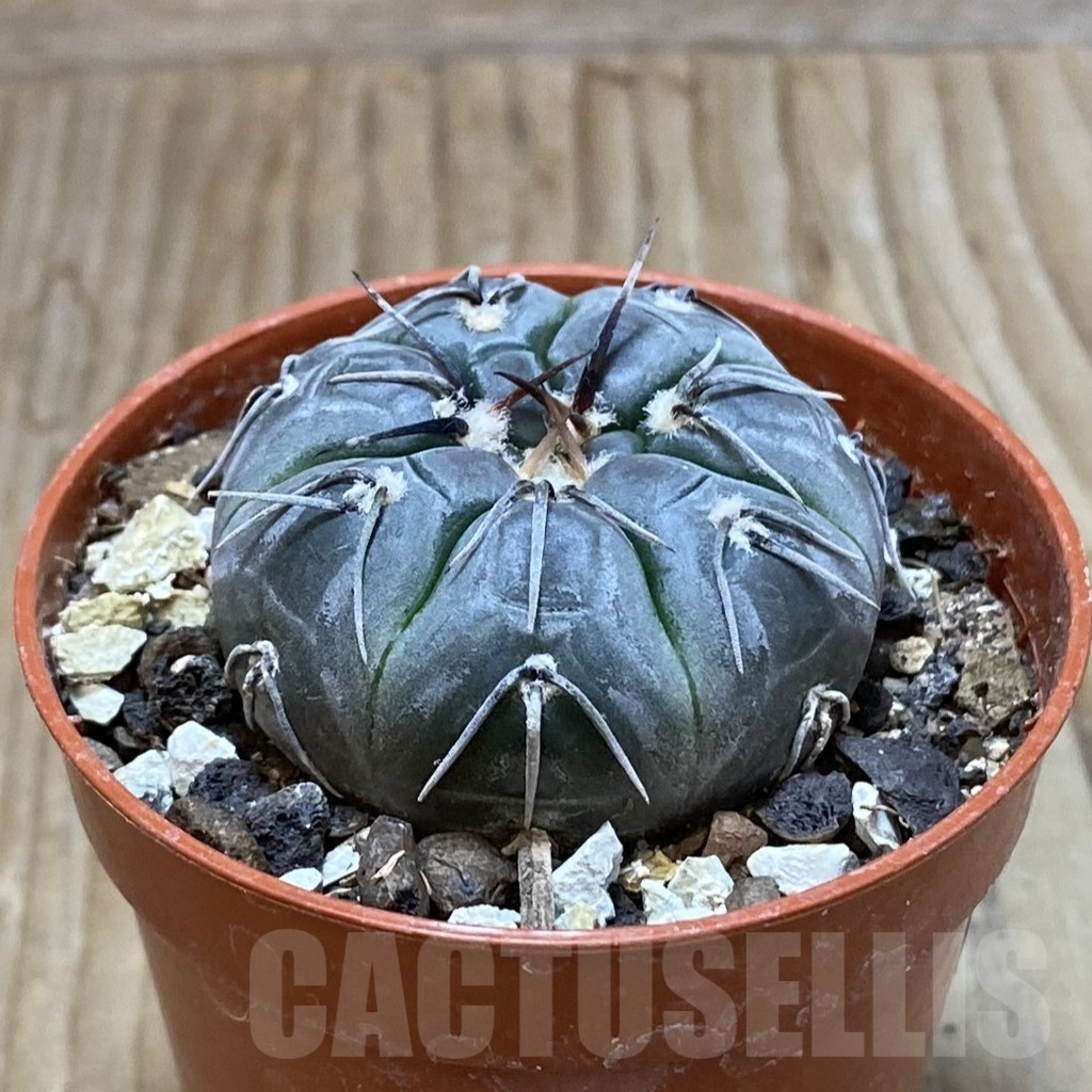 SH7403 Gymnocalycium berchtii VS 161 -Chanares, San Luis- - 画像 (2)