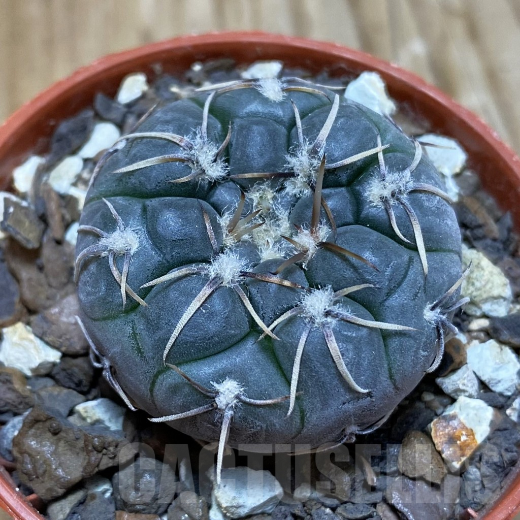 SH7404 Gymnocalycium berchtii VS 161 -Chanares, San Luis-