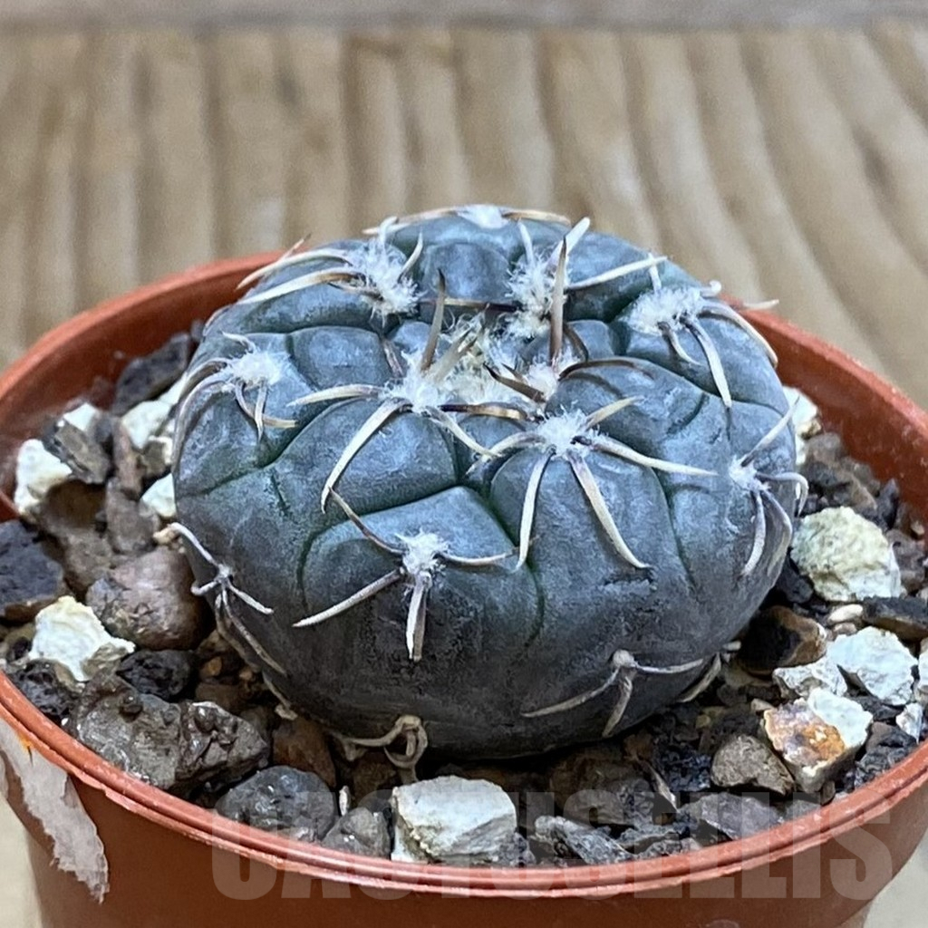 SH7404 Gymnocalycium berchtii VS 161 -Chanares, San Luis- - Imagen 2